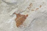 Fossil Lobster & Four Fossil Fish - Hakel, Lebanon #70453-3
